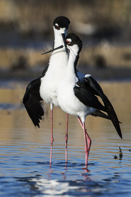 black-necked stilts 050816_MG_5369 