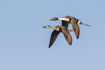 northern pintail 050816_MG_5089 