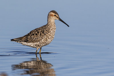 stilt sandpiper 050816_MG_5625 