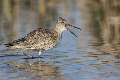 willet 050816_MG_5239 