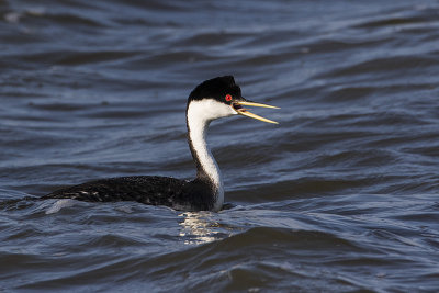 western grebe 050716_MG_2291 