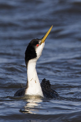 western grebe 050716_MG_2499 