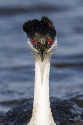 western grebe 050716_MG_2584 