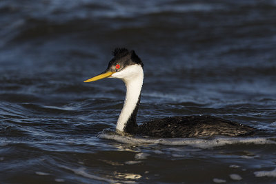 western grebe 050716_MG_3450 