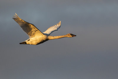 trumpeter swan 051216_MG_7259 