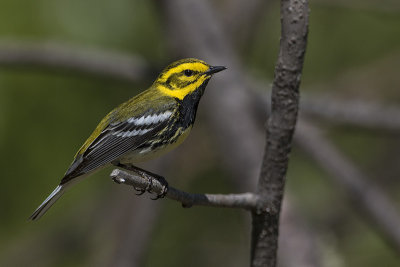 black-throated green warbler 051416_MG_7619 