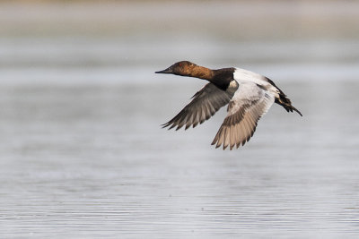 canvasback 051516_MG_8622 