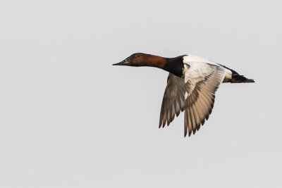 canvasback 051516_MG_8596 