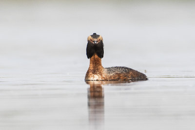 horned grebe 051516_MG_8379 