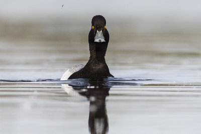 lesser scaup 051516_MG_8327 copy.jpg