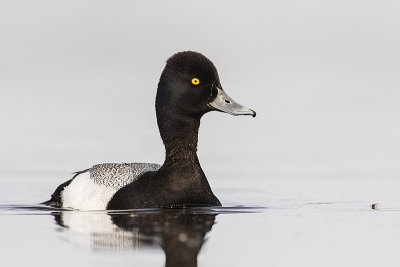 lesser scaup 051516_MG_8385 