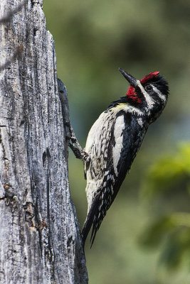 yellow-bellied sapsucker 051416_MG_7417 