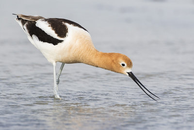 american avocet 052116_MG_0269