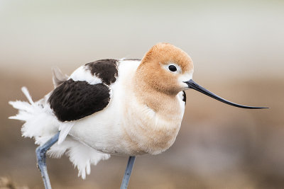 american avocet 052316_MG_2947