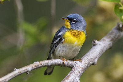 northern parula 052116_MG_9503 