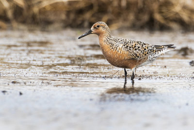 Red Knots