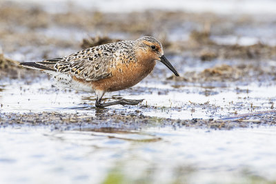 red knot 052216_MG_1824 