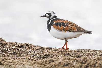 ruddy turnstone 052116_MG_0078 