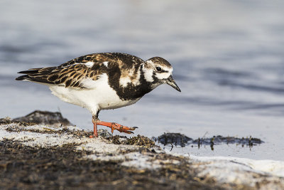 ruddy turnstone 052116_MG_0406 