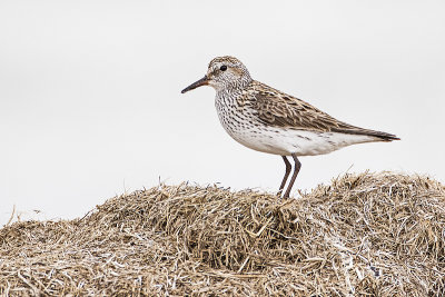 white-rumped sandpiper 052116_MG_9890 