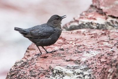 american dipper 052816_MG_3551 