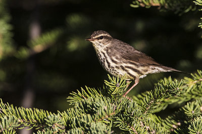 northern waterthrush 060316_MG_4551 