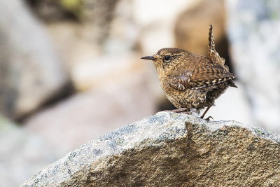 Pacific Wrens