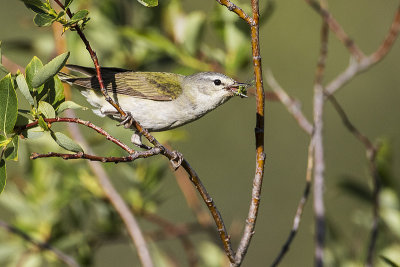 tennessee warbler 060516_MG_5561 