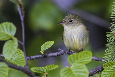 Yellow-bellied Flycatchers