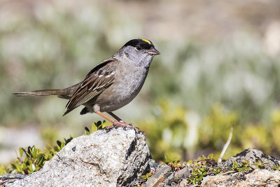 golden-crowned sparrow 60416_MG_480