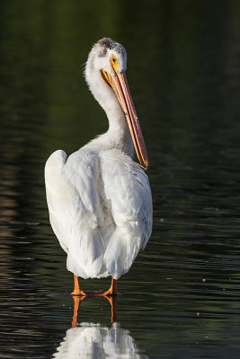 american white pelican 060716_MG_5640 