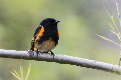 american redstart 061116_MG_6618 