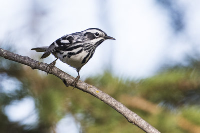 black-and-white warbler 061216_MG_9321 