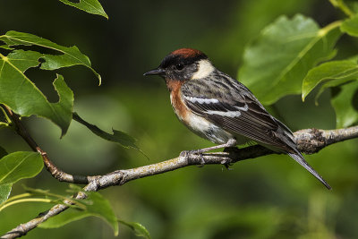 bay-breasted warbler 061216_MG_7765 