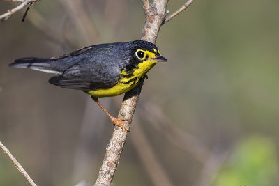 canada warbler 061216_MG_9249 