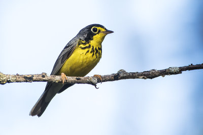 canada warbler 061216_MG_9254 