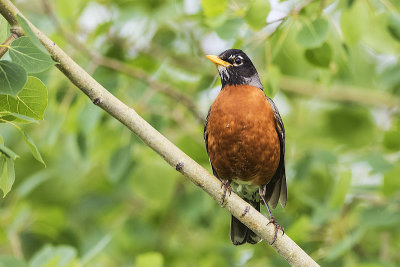 american robin 061616_MG_9508 