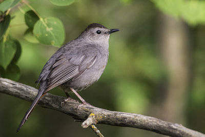 gray catbird 061616_MG_9826 