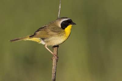 common yellowthroat 061716_MG_0396 