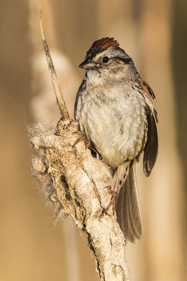 swamp sparrow 061716_MG_0619 