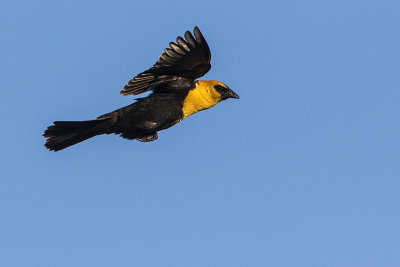 yellow-headed blackbird 062616_MG_4199 