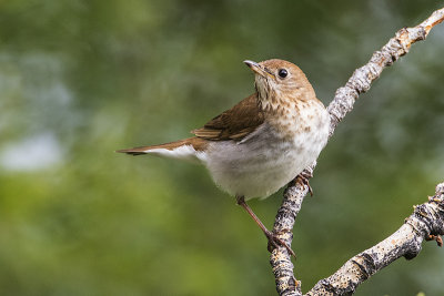 veery 062516_MG_2091 