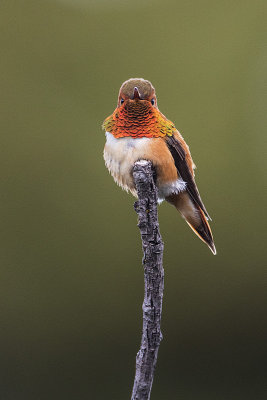 rufous hummingbird 062516_MG_3742 