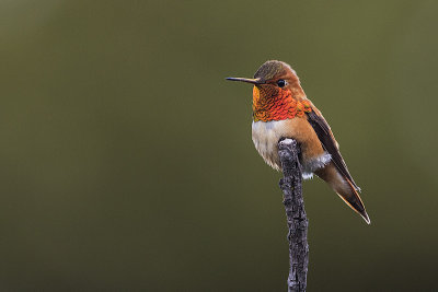 rufous hummingbird 062516_MG_3666 