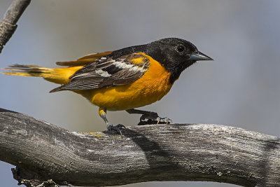 baltimore oriole 062516_MG_3373 