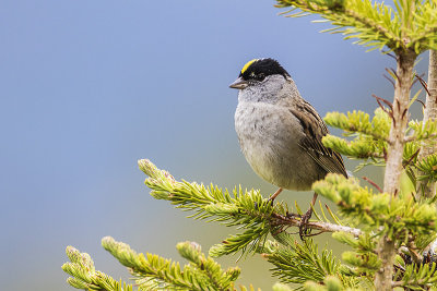 golden-crowned sparrow 070216_MG_5936 