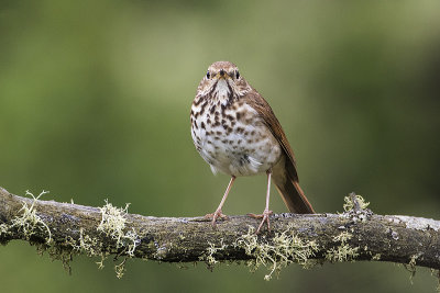 hermit thrush 070116_MG_4710 