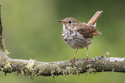 hermit thrush 070116_MG_5075 