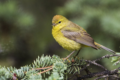 orange-crowned warbler 070316_MG_6155 