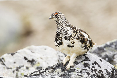 white-tailed ptarmigan 070216_MG_5469 